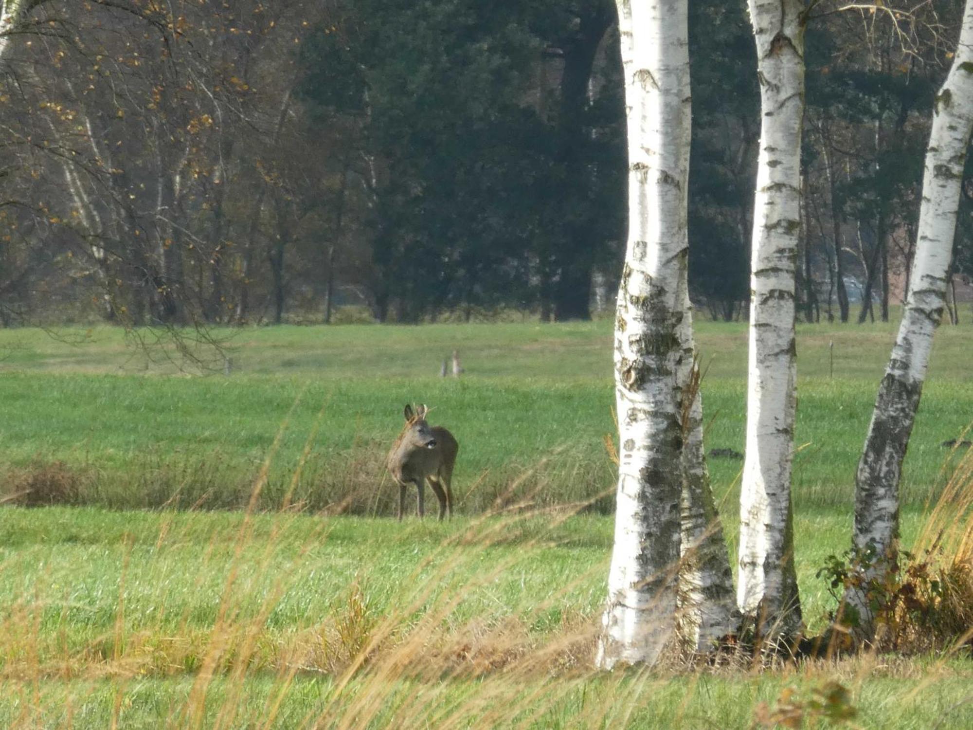 Herzfeldhof Worpswede Eksteriør billede